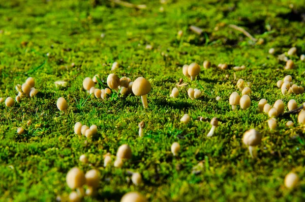 太陽の光に照らされた緑の苔の上の森の小さなキノコ — ストック写真