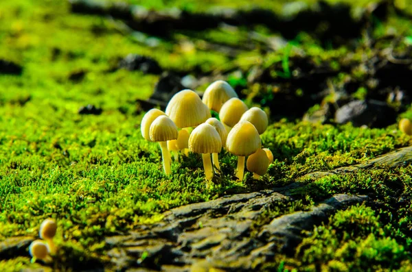 太陽の光に照らされた緑の苔の上の森の小さなキノコ — ストック写真