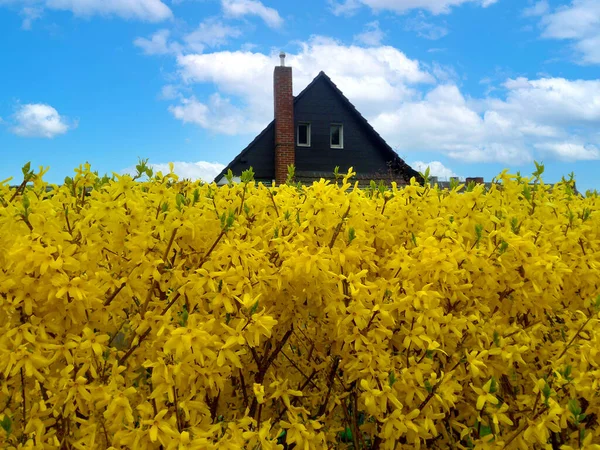 Yellow flower fence against the backdrop of the roof of the house and the blue sky. Forsythia.
