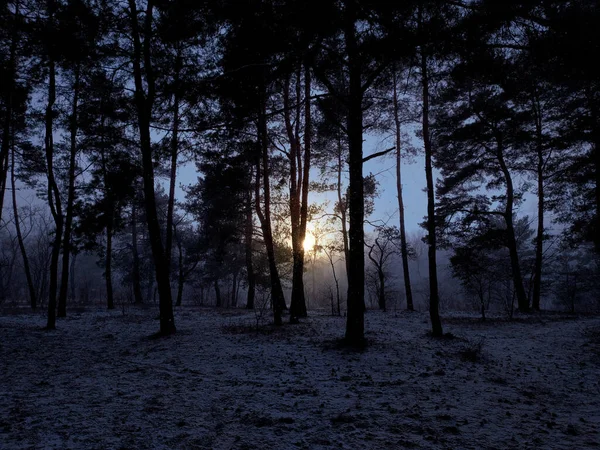 Los Últimos Rayos Del Sol Bosque Invierno Con Primera Nieve — Foto de Stock