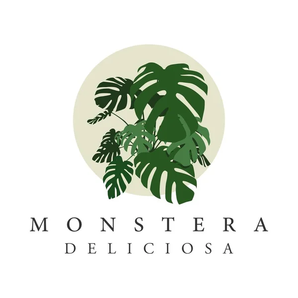 Monstera Deliciosa Vektor Ilustrasi Tanaman - Stok Vektor