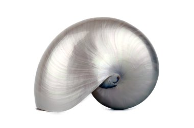 Pearly nautilus deniz kabuğu dik 