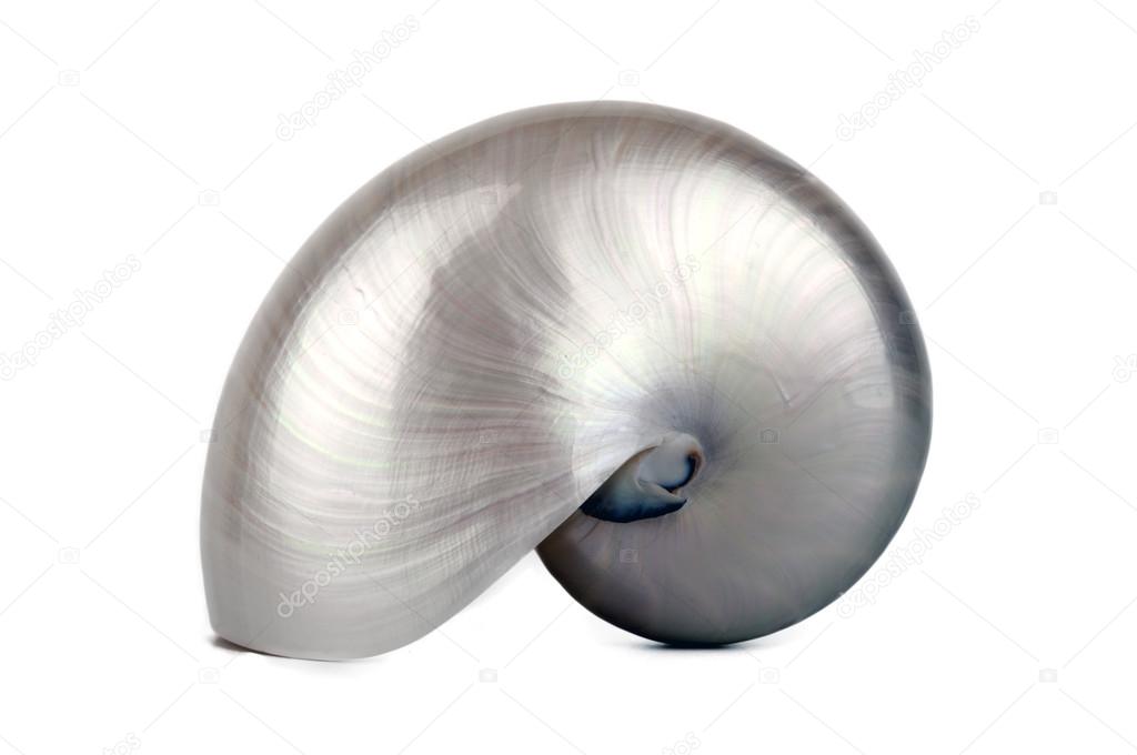 Pearly Nautilus Sea Shell Upright Stock Photo By C Dekanaryas