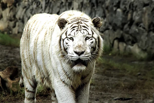 Tigre blanco de Bengala — Foto de Stock