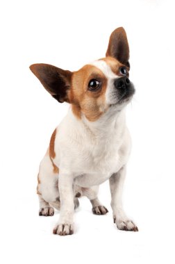 chihuahua yukarıya bakıyor 