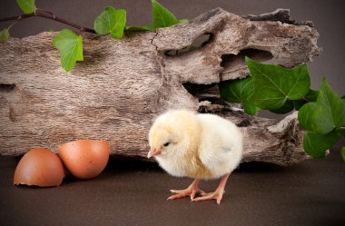 Bebek tavuk yumurta kabuğu ile