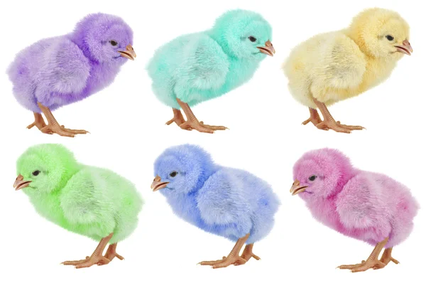 Colored chicks — Stock Photo, Image
