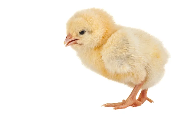 Adorable baby chick — Stock Photo, Image