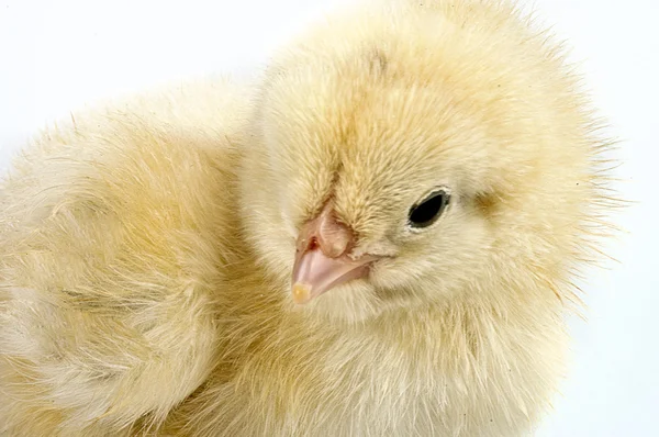 Adorable baby chick — Stock Photo, Image