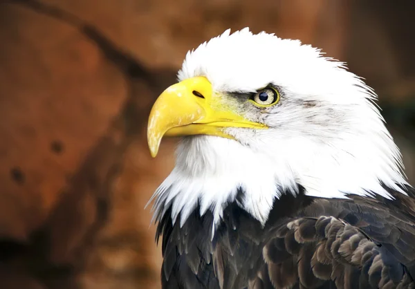 Steinadler — Stockfoto