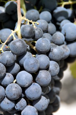 mor kırmızı üzüm