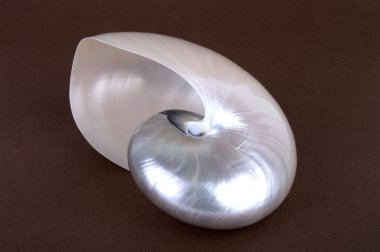 chambered Nautilus (nautilus pompilius inci kabuğu)