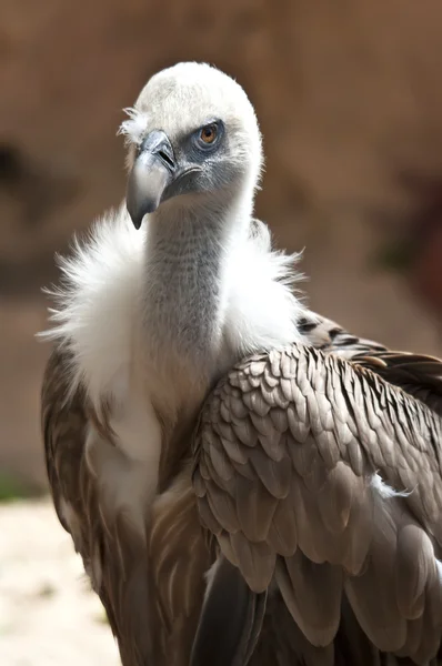 Buitre leonado — Foto de Stock