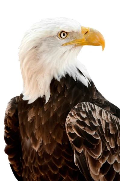 Amerikanischer Weißkopfseeadler — Stockfoto