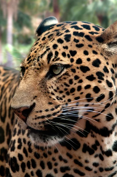 Cara de leopardo — Foto de Stock