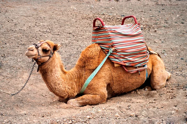 Camel in the Canarian island, Lanzarote — Stock Photo, Image