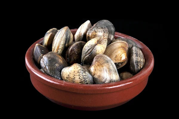 Clams — Stock Photo, Image