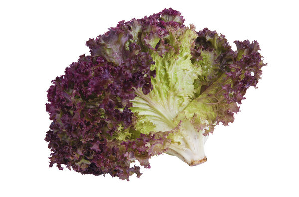 Oak Leaf lettuce isolated 