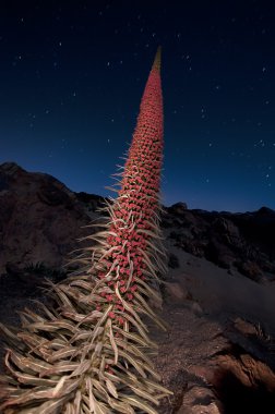 teide bugloss gece fotoğrafı