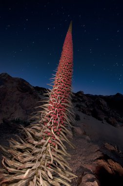 Night photo of the Teide bugloss clipart