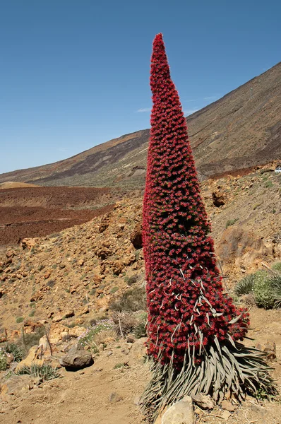 The Teide bugloss — Stock Photo, Image