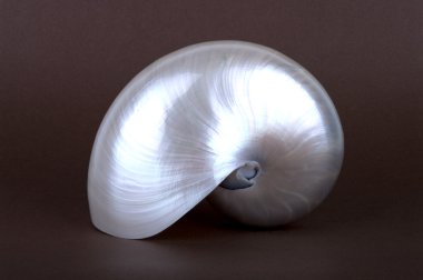 Pearly nautilus deniz kabuğu dik 