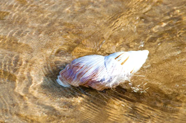 Conch i vattnet — Stockfoto