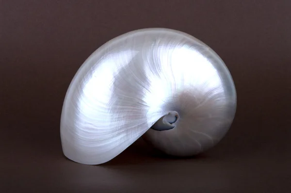 Pearly Nautilus Sea Shell upright — Stock Photo, Image