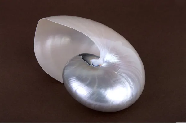 chambered Nautilus (nautilus pompilius inci kabuğu)