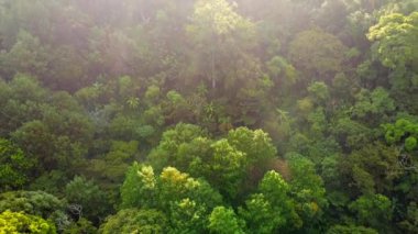 Günbatımı aydınlanması, ağaçların üzerinden uçmak, dışarı çıkmak, İHA uçuşu