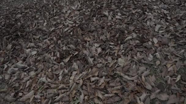 Feuilles Arbres Tapis Feuilles Sèches Dans Nature — Video