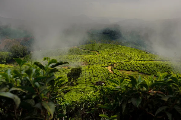 Campi da tè nella nebbia — Foto Stock