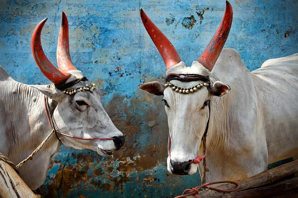 Vaches indiennes saintes Photo De Stock