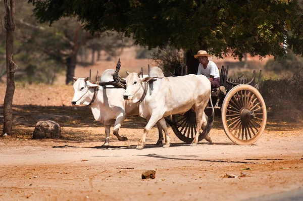 bagan myanmar gelen sığır taşıma