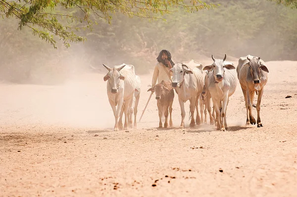 バガン、ミャンマーの牛 — ストック写真