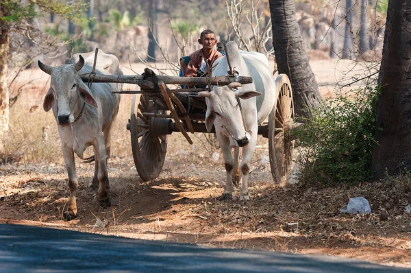 Carrozza di mucca da Bagan in Myanmar — Foto Stock