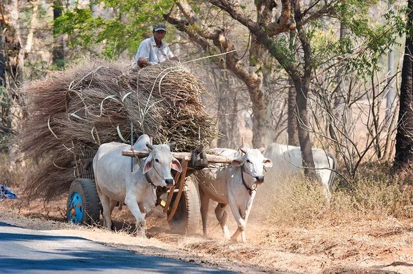 inek arabası bagan Myanmar