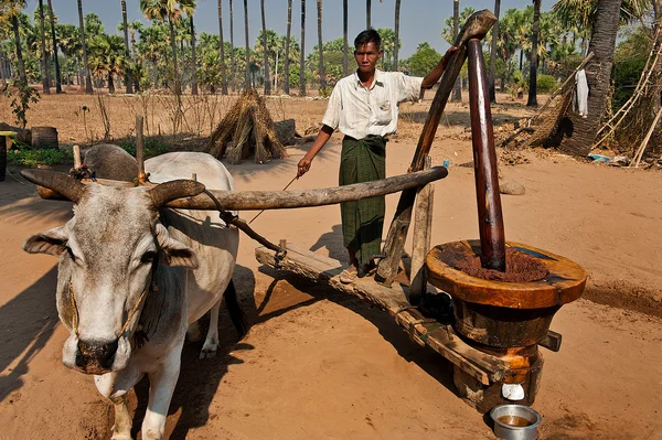 Olieproduktion i Bagan Myanmar - Stock-foto