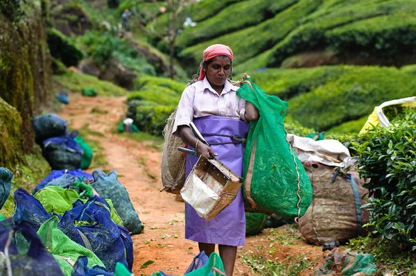 Hintli kadın çay yaprakları toplayıp
