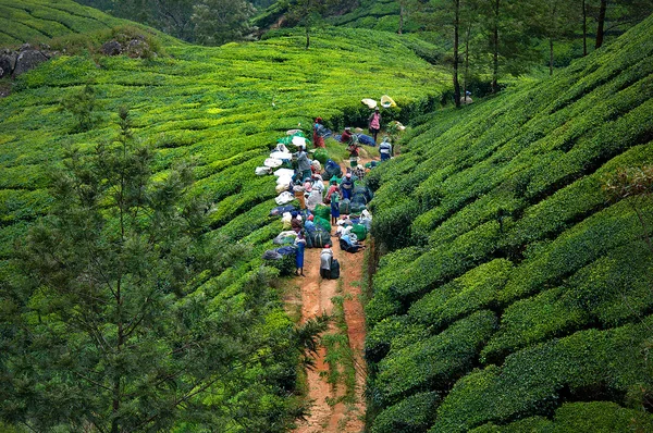 Mujeres indias recogiendo hojas de té —  Fotos de Stock