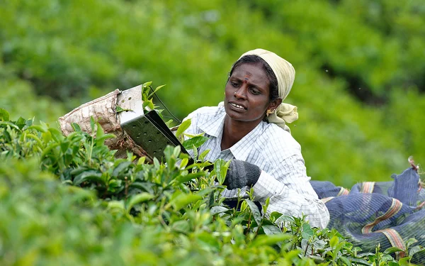 Hintli kadın çay yaprakları toplayıp
