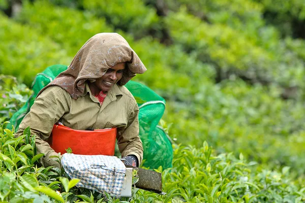 インドの女性が茶葉をピッキング — ストック写真