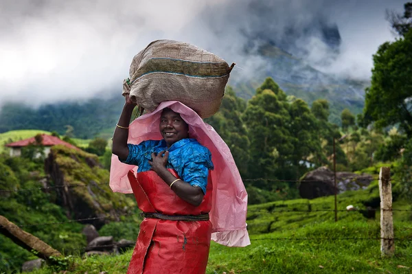 Hintli kadın çay yaprakları toplayıp