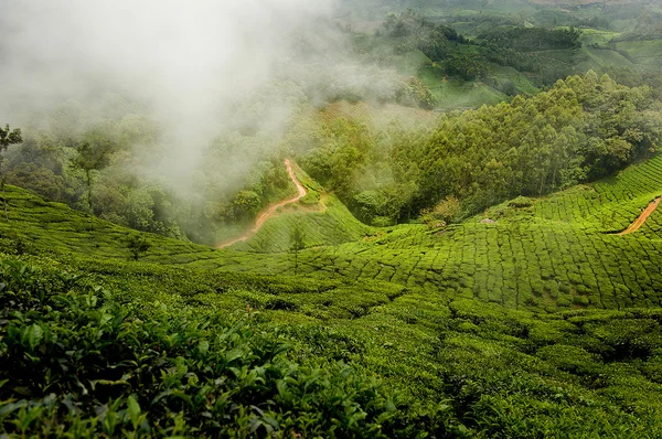 Plantación de té en niebla —  Fotos de Stock