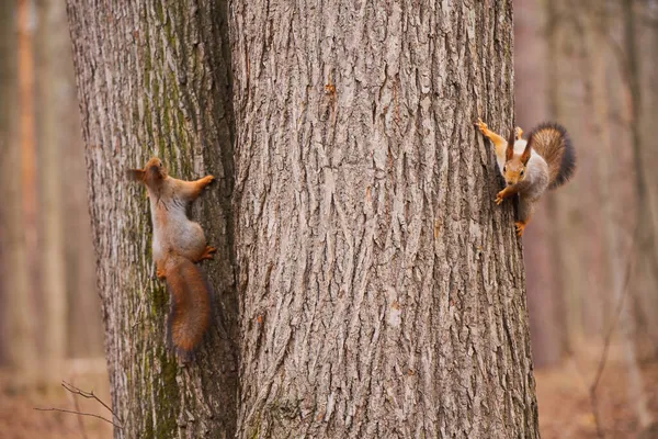 다람쥐 두 마리가 나무줄기에 매달려 있다 — 스톡 사진