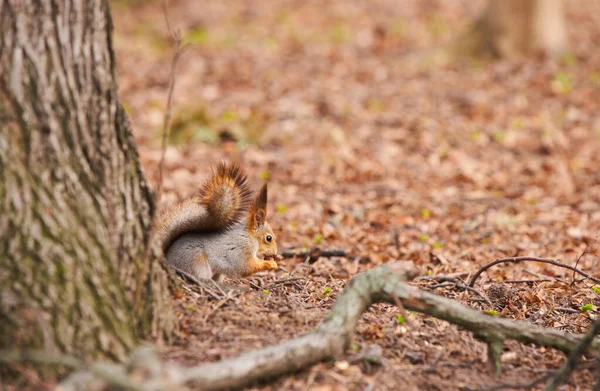 Grijze eekhoorn die zich voedt in het park — Stockfoto