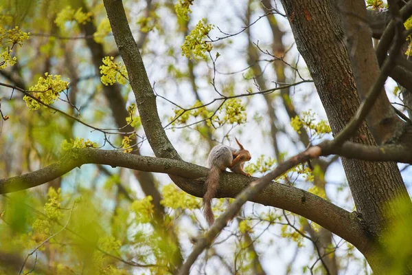 Una ardilla está colgando de un tronco de árbol — Foto de Stock