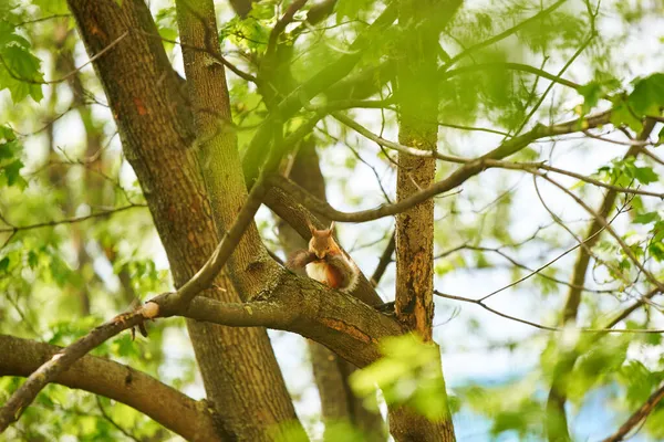 松鼠挂在树干上 — 图库照片