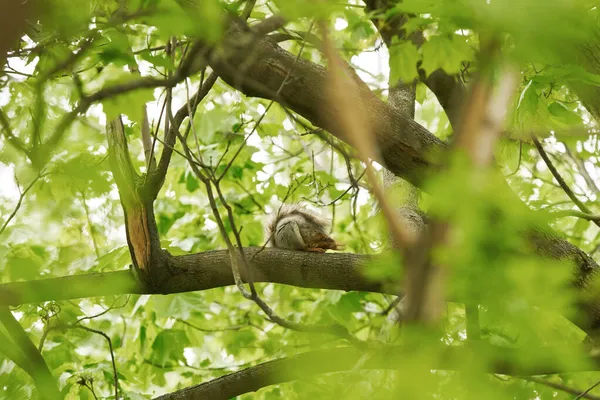 Ardilla cansada durmiendo en la rama. — Foto de Stock