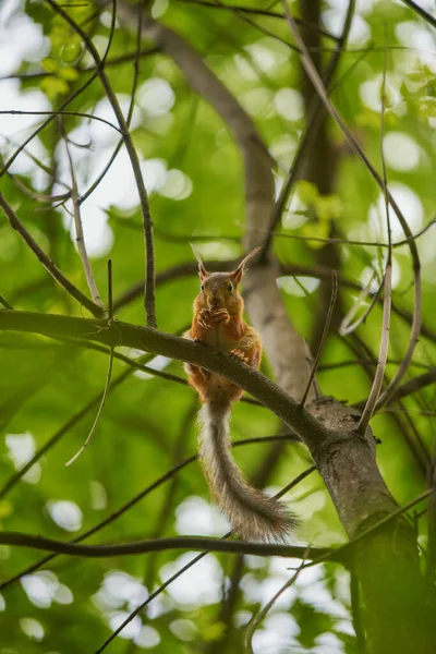 붉은 다람쥐 가 공원에서 먹이를 먹고 있다 — 스톡 사진